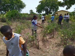 Daffiama Tendamba D/A JHS Students Reap Bumper Harvest from School Farm Project | 3