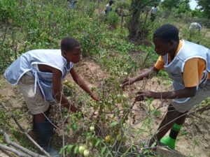 Daffiama Tendamba D/A JHS Students Reap Bumper Harvest from School Farm Project | 1