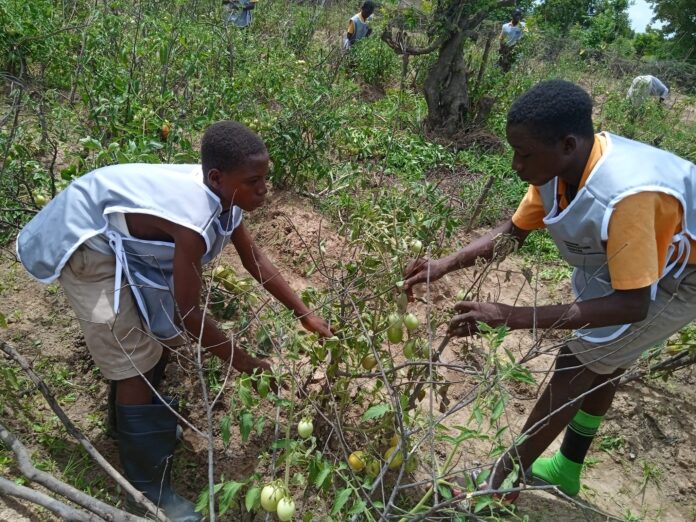 Daffiama Tendamba D/A JHS Students Reap Bumper Harvest from School Farm Project