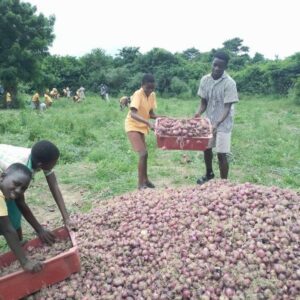 Triumphant Ponponya Fantem D/A Basic School Students Harvest Onions from School Farm | 1