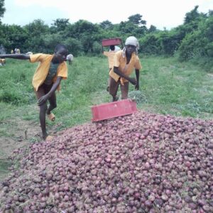 Triumphant Ponponya Fantem D/A Basic School Students Harvest Onions from School Farm | 2