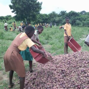 Triumphant Ponponya Fantem D/A Basic School Students Harvest Onions from School Farm | 3