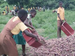 Triumphant Ponponya Fantem D/A Basic School Students Harvest Onions from School Farm