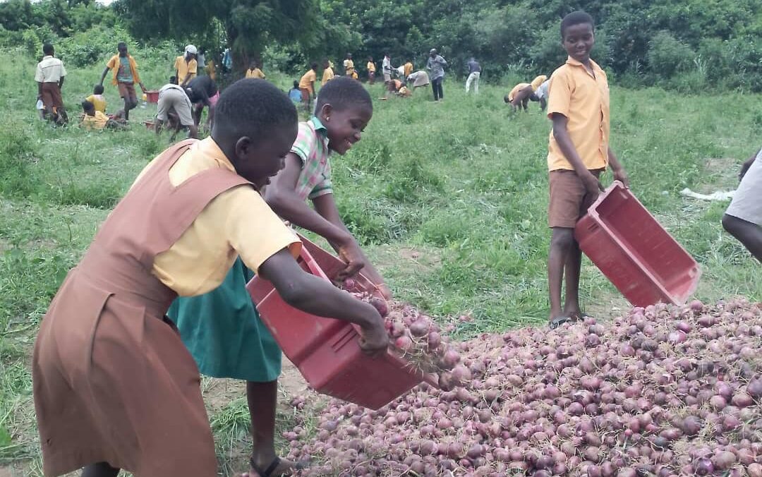 Triumphant Ponponya Fantem D/A Basic School Students Harvest Onions from School Farm GES and Partners Launch 2024 School Farm Awards to Promote Agricultural Education