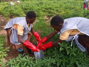 Daffiama Tendamba D/A JHS Students Reap Bumper Harvest from School Farm Project | 5