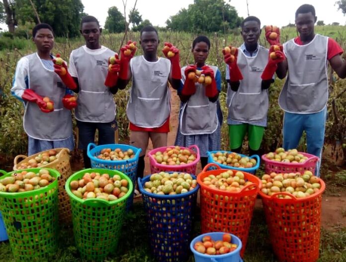 Self-Sufficiency: Ghana Senior High, Tamale records bumper Tomato Harvest in 2023