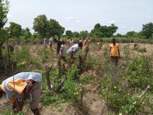 Daffiama Tendamba D/A JHS Students Reap Bumper Harvest from School Farm Project | 2
