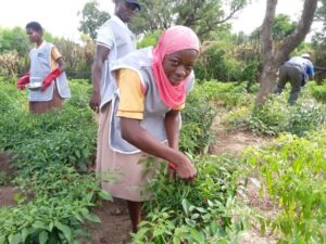 Daffiama Tendamba D/A JHS Students Reap Bumper Harvest from School Farm Project | 6