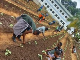 Peki SHTS Students Lead 2024 School Farm Project with Cabbage Transplantation