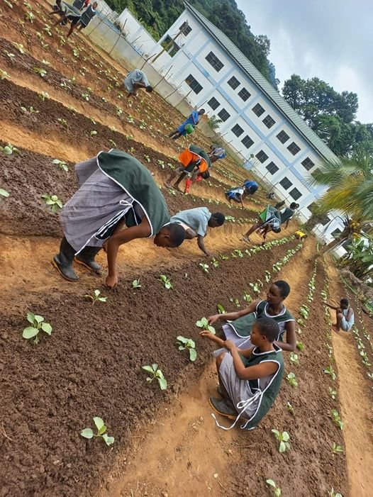 Peki SHTS Students Lead 2024 School Farm Project with Cabbage Transplantation 1 Peki SHTS Students Lead 2024 School Farm Project with Cabbage Transplantation