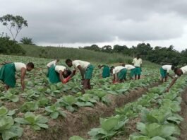 Daboase Senior High Technical School Thrives with Successful Cabbage Plantation under School Farm Project