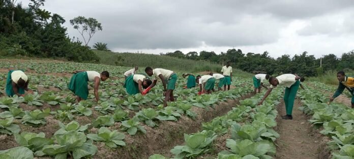 Daboase Senior High Technical School Thrives with Successful Cabbage Plantation under School Farm Project Daboase Senior High Technical School Thrives with Successful Cabbage Plantation under School Farm Project